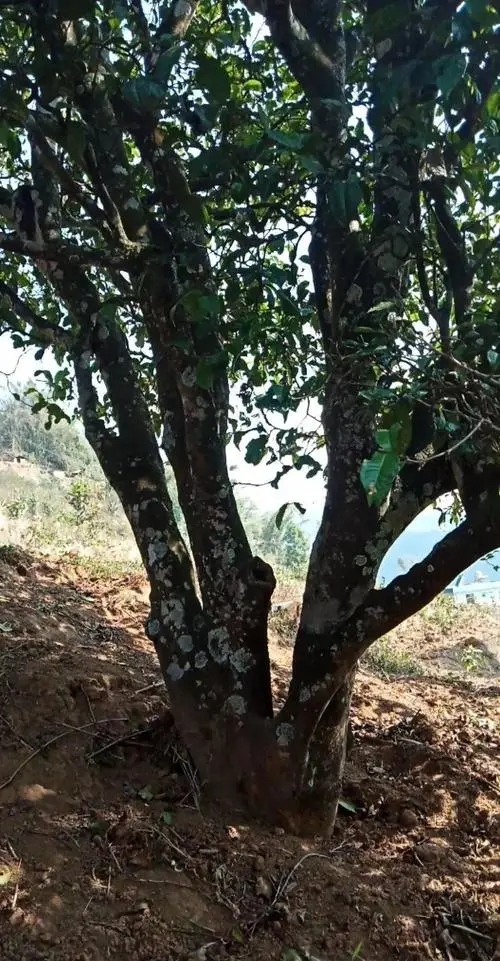 2022年冷水河古樹春茶多少錢一公斤？