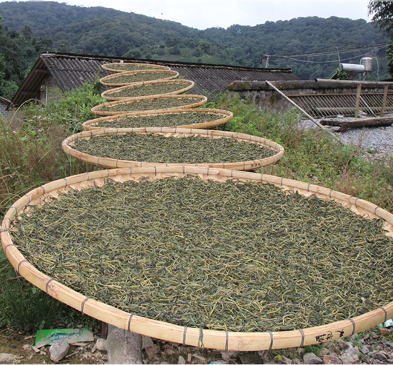 2022年白沙河古樹春茶價格？