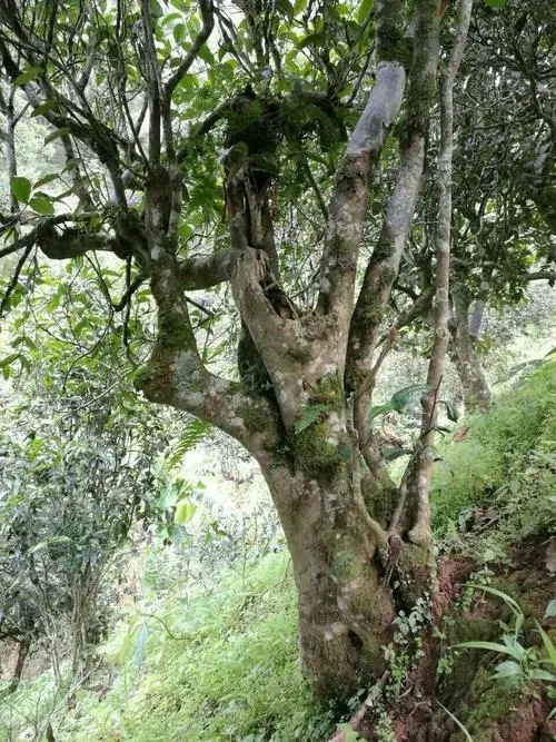 2022年黑水梁子古樹春茶特點？