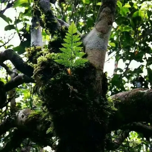 2022年黑水梁子古樹春茶價格？