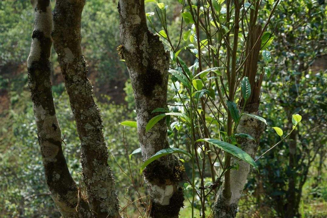 2022年刮風(fēng)寨茶坪古樹春茶特點？