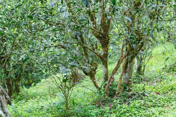 2022年刮風(fēng)寨茶坪古樹春茶口感？