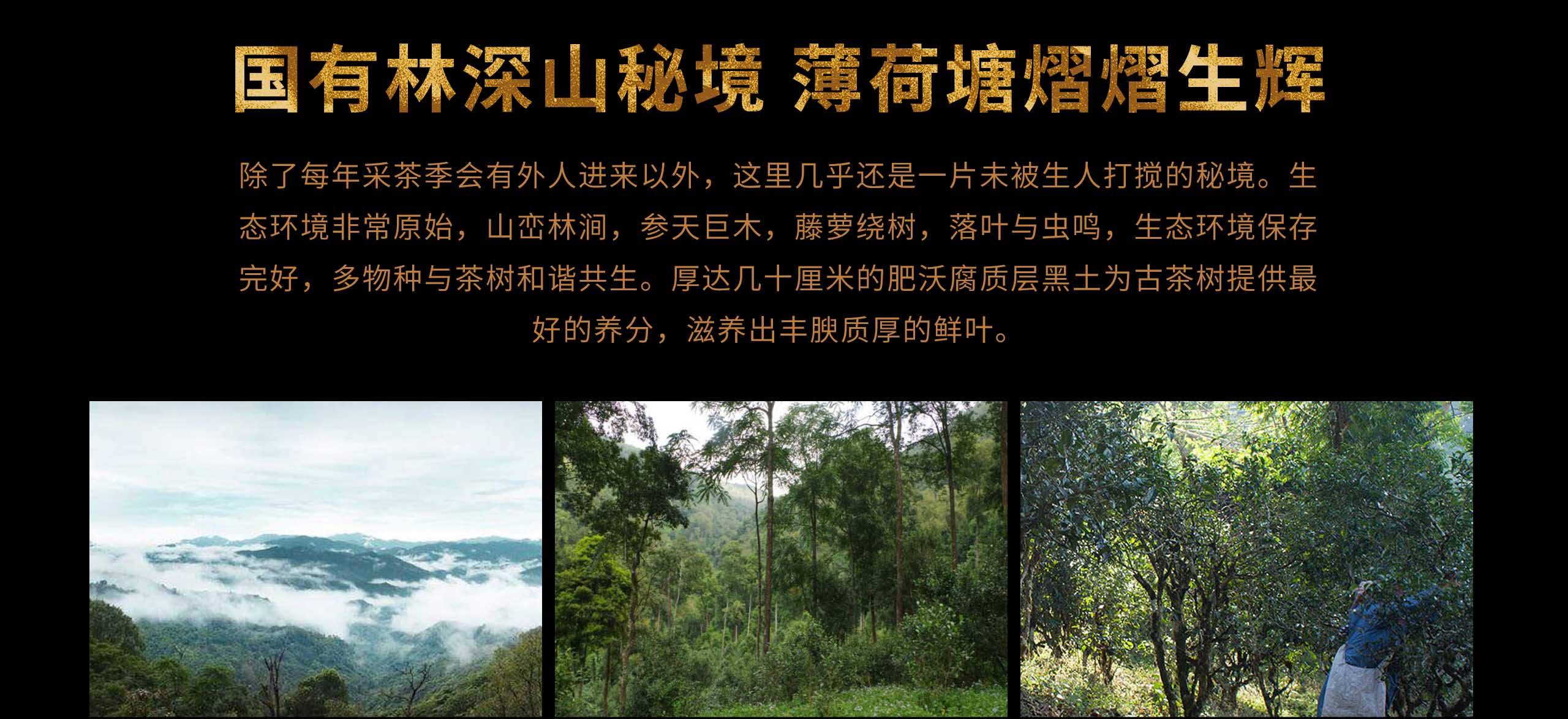 2022年薄荷塘古樹(shù)春茶特點(diǎn)？