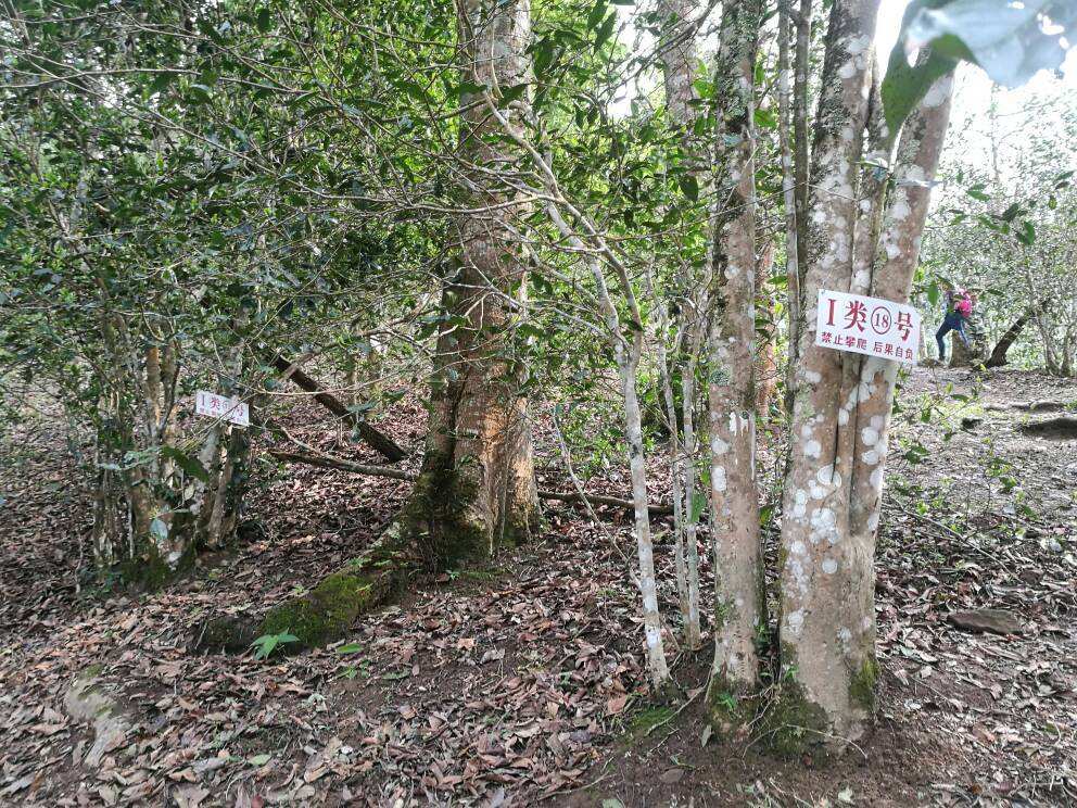 2022年薄荷塘古樹春茶口感？