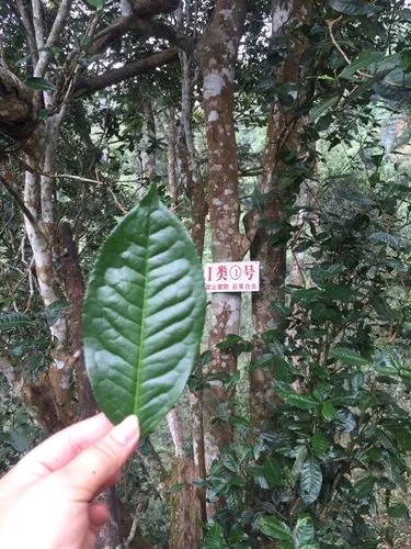 2022年薄荷塘古樹春茶價(jià)格？