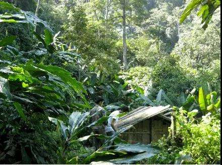 2022年薄荷塘古樹春茶多少錢一公斤？