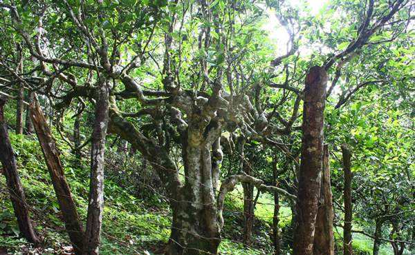 2022年多依樹古樹春茶口感？