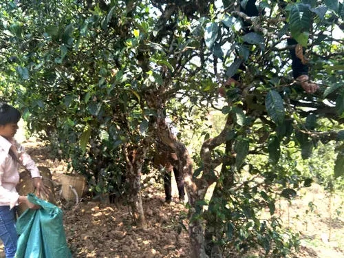 2022年易武張家灣古樹春茶特點？