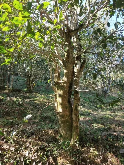 2022年易武張家灣古樹春茶多少錢一公斤？