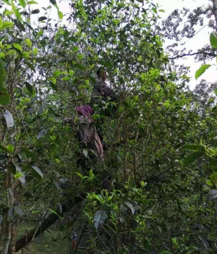 2022年一扇磨古樹春茶特點(diǎn)？