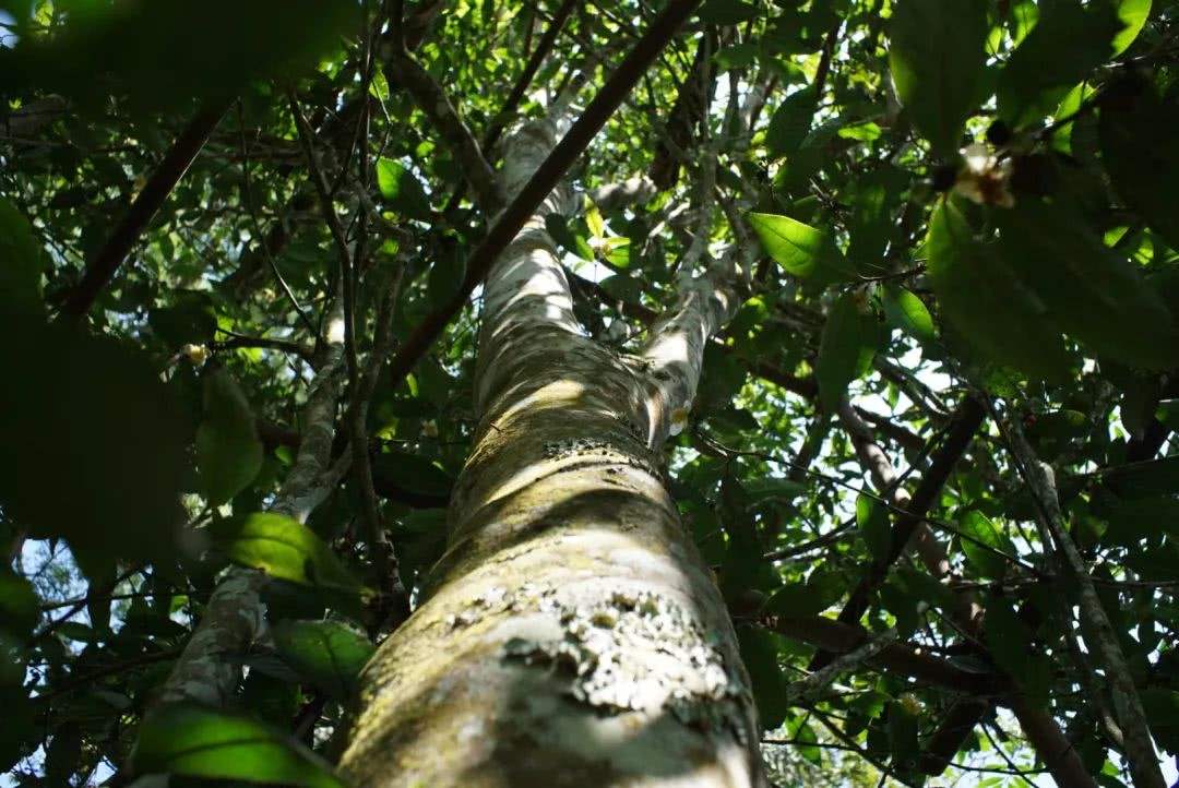 2022年香椿林古樹春茶口感？