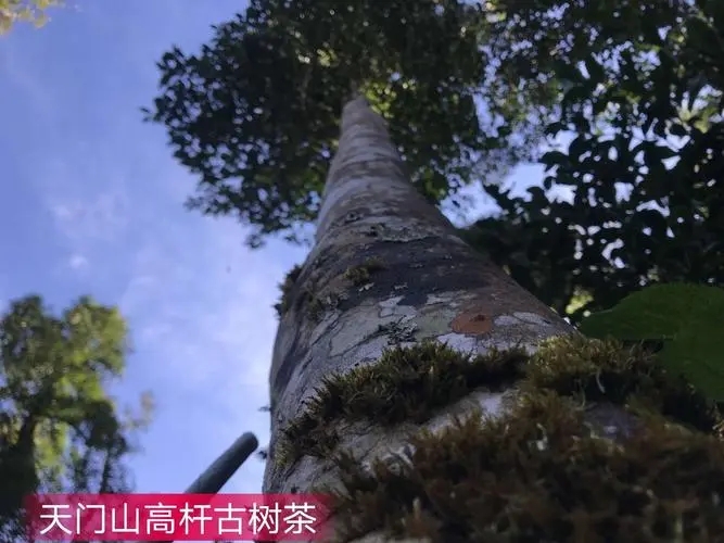 2022年天門(mén)山古樹(shù)春茶特點(diǎn)？