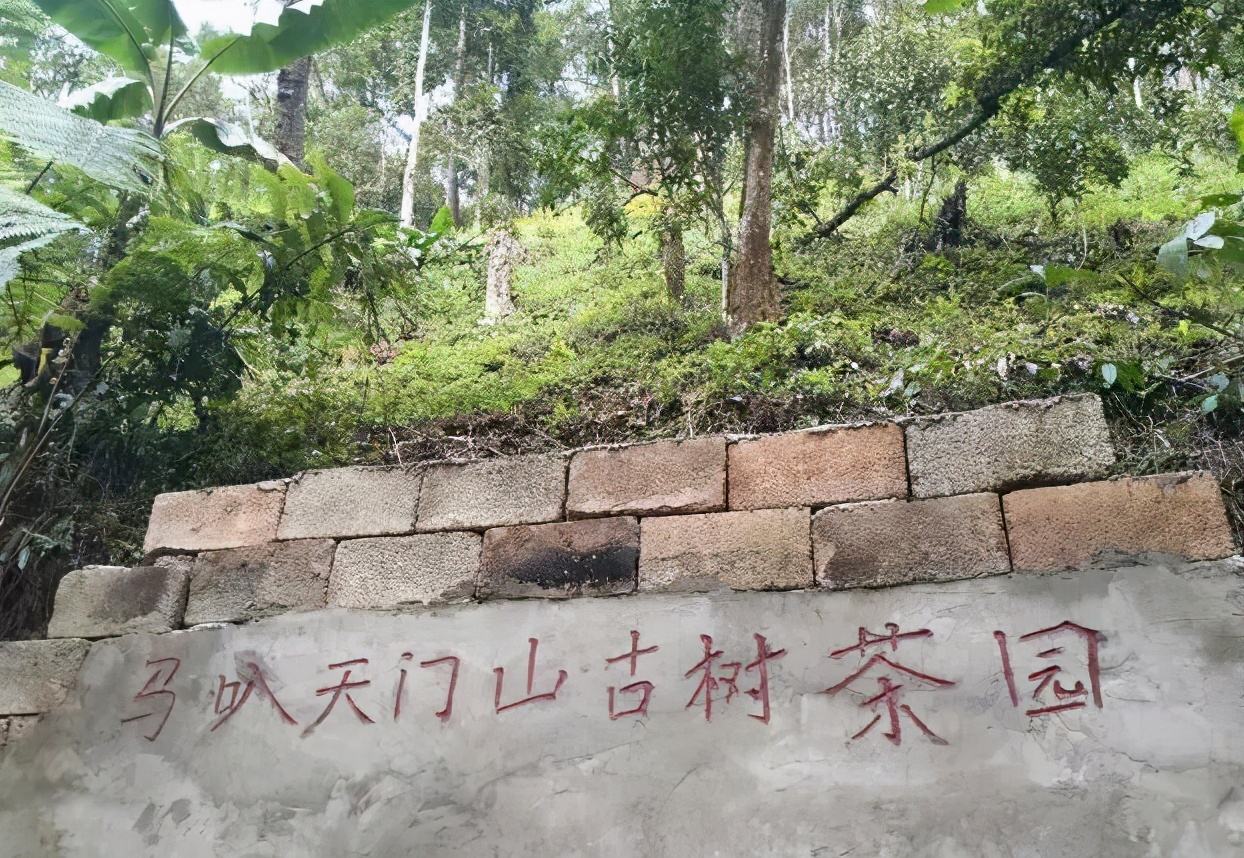 2022年天門山古樹春茶多少錢一公斤？