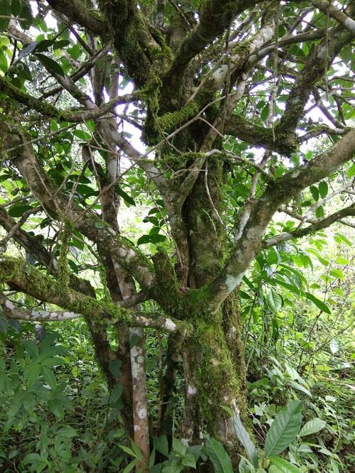 2022年高山寨古樹春茶口感？