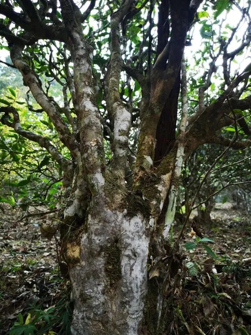 2022年高山寨古樹春茶價格？