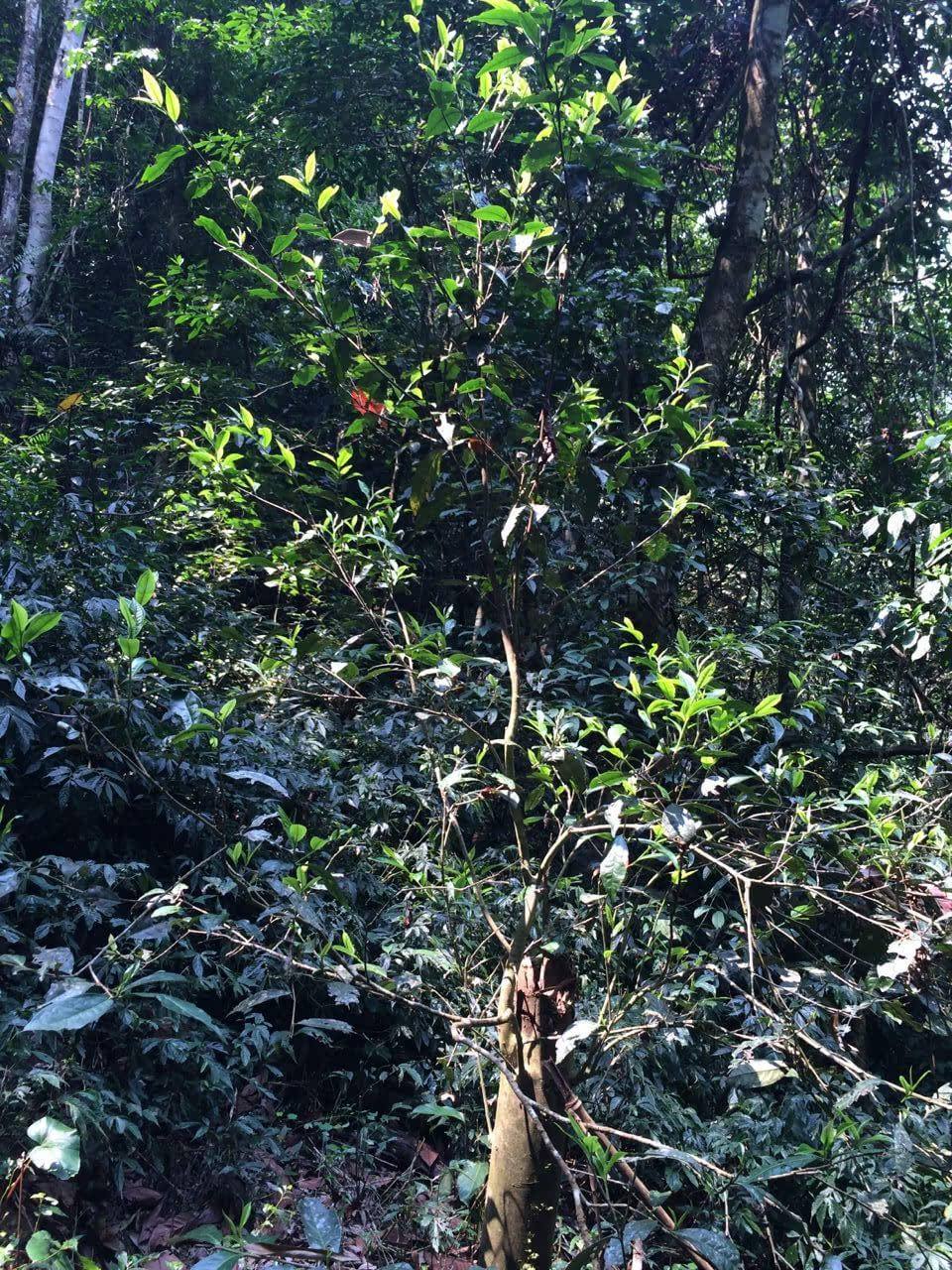 2022年高山寨古樹春茶多少錢一公斤？