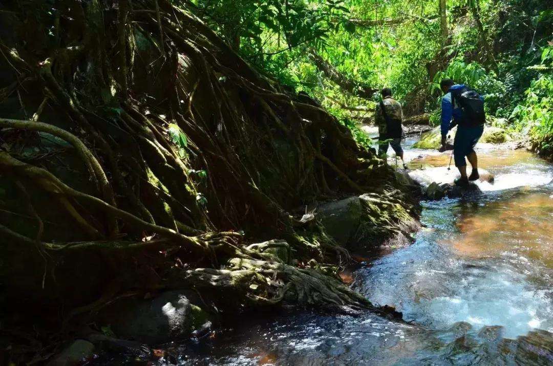 2022年銅箐河古樹春茶價格？