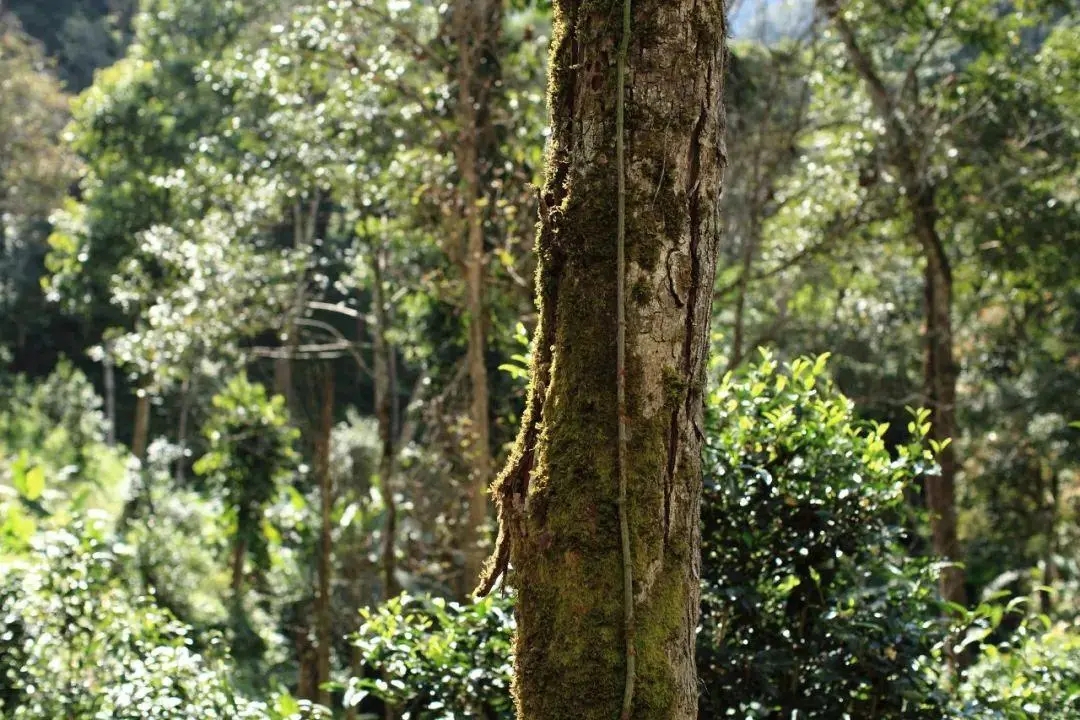 2022年百花潭古樹春茶口感？