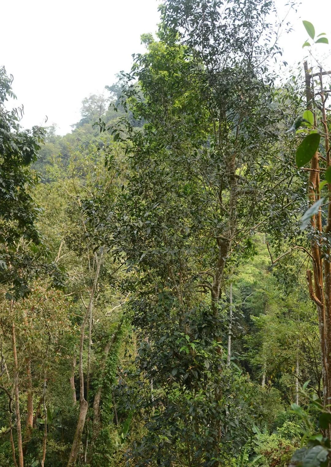 2022年百花潭古樹春茶價格？