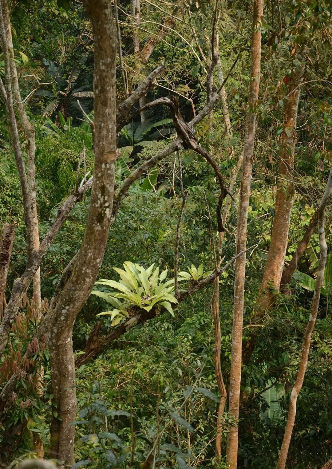 2022年百花潭古樹(shù)春茶多少錢一公斤？