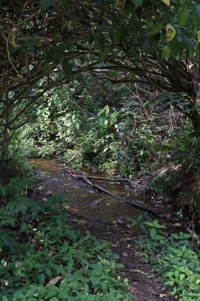 2022年蟒蛇箐古樹春茶特點？