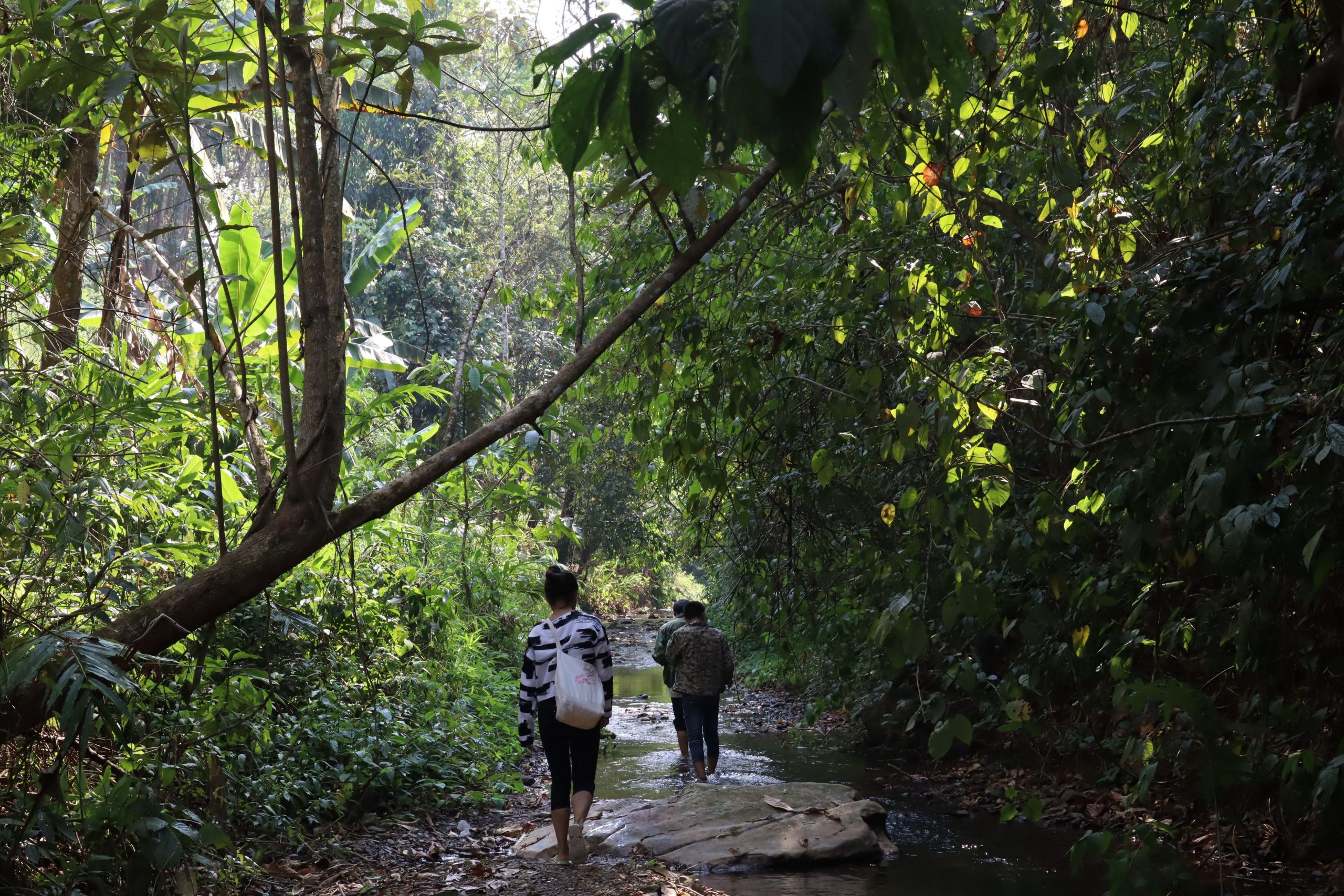 2022年蟒蛇箐古樹春茶口感？