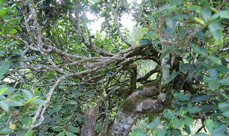 2022年倚邦曼拱古樹(shù)春茶特點(diǎn)？