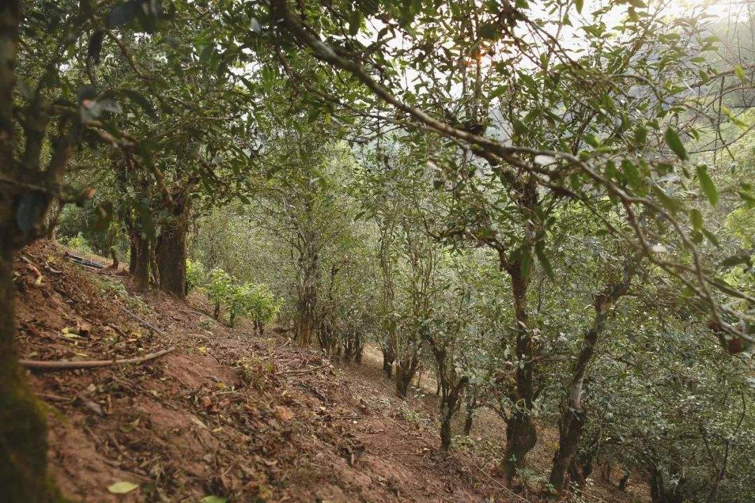 2022年倚邦曼拱古樹春茶口感？