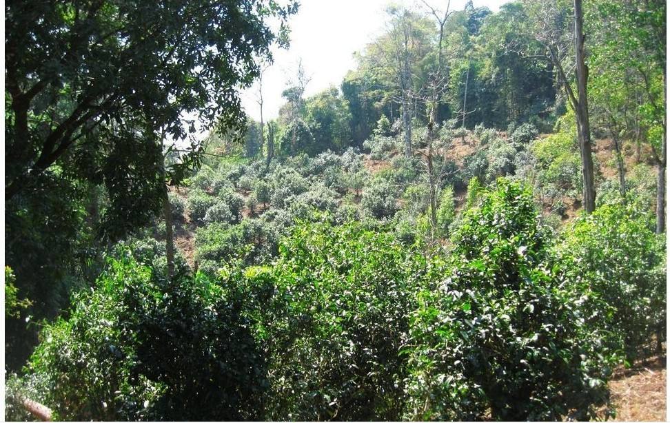 2022年大黑樹林古樹春茶口感？