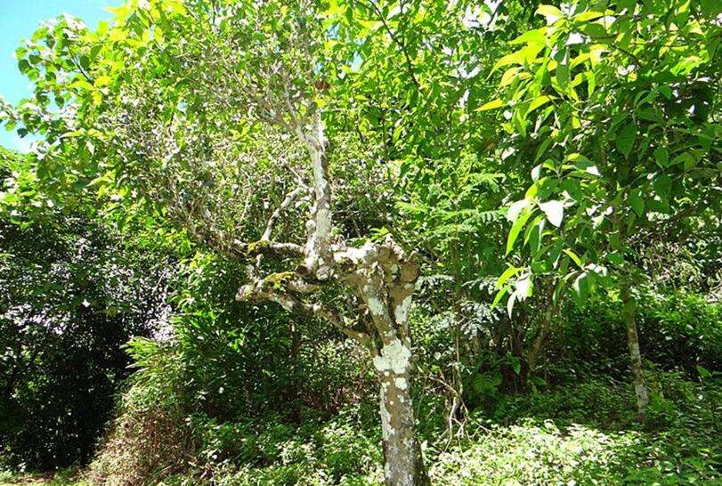 2022年大黑樹林古樹春茶價格？