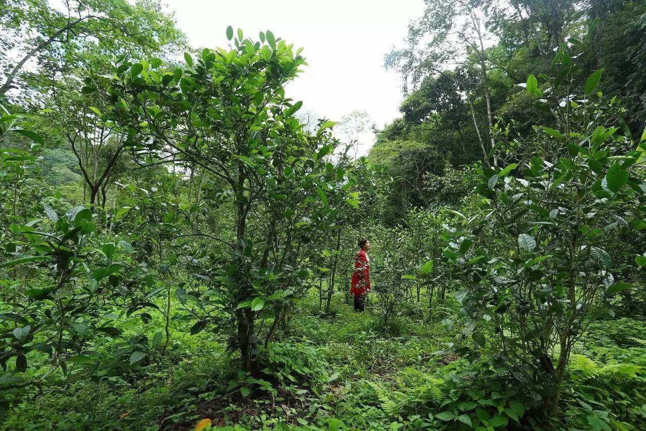 2022年曼松古樹春茶口感？