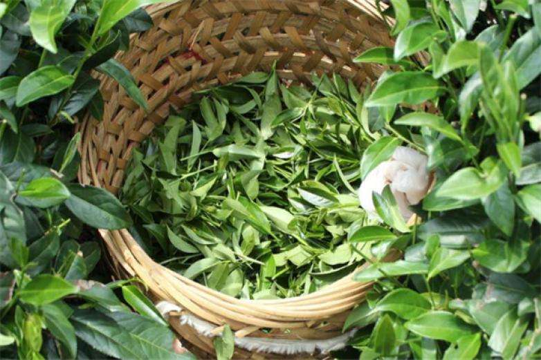 2022年曼松古樹春茶價格？