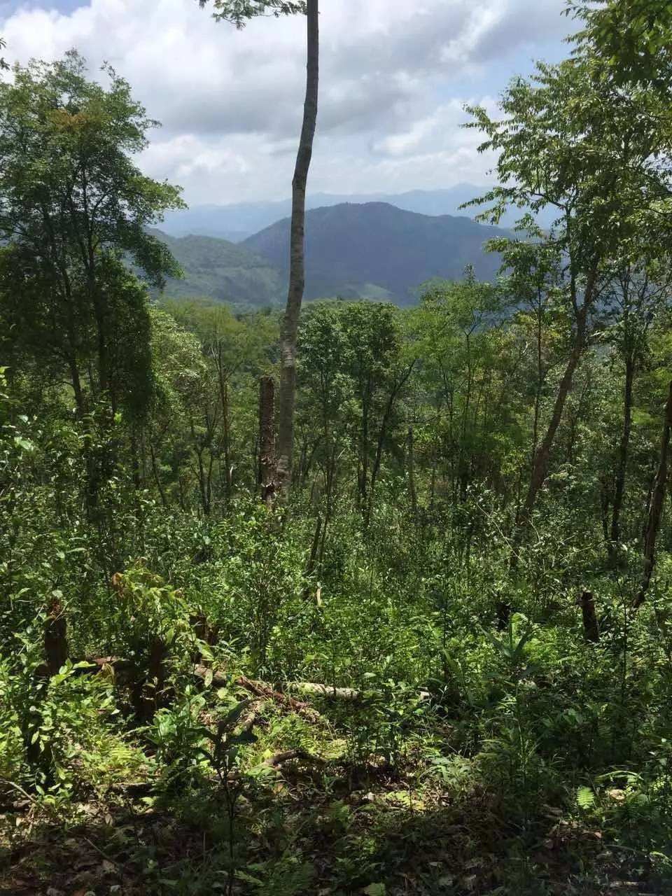 2022年一泡曼松古樹春茶？一飲帝王味……