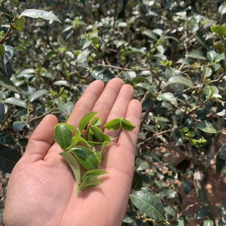 2022年倚邦貓耳朵古樹春茶口感？