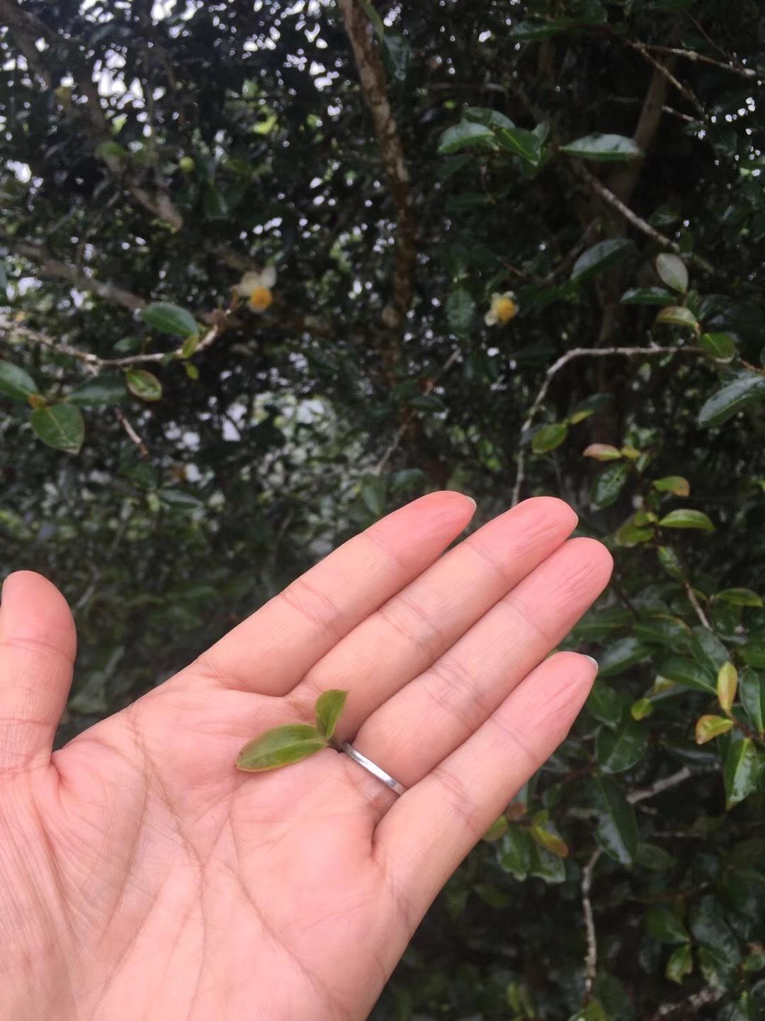 2022年倚邦貓耳朵古樹春茶價格？