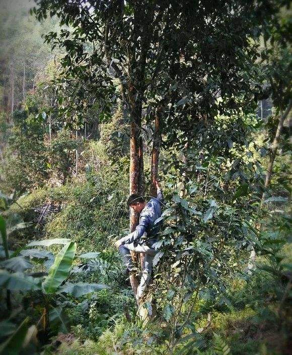 2022年桃子寨古樹春茶特點？