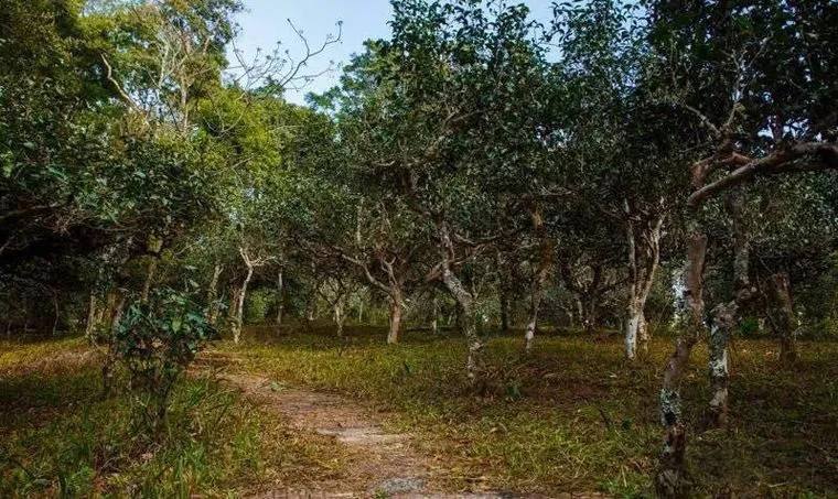 2022年桃子寨古樹春茶價格？