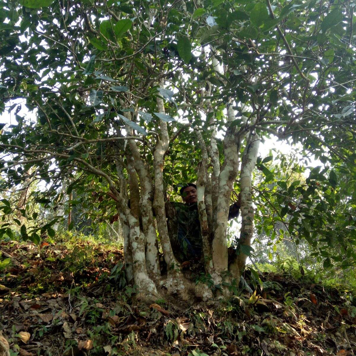 2022年蠻磚瓦龍古樹(shù)春茶特點(diǎn)？