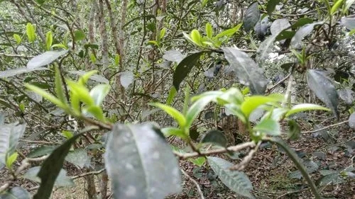 2022年蠻磚瓦龍古樹(shù)春茶口感！