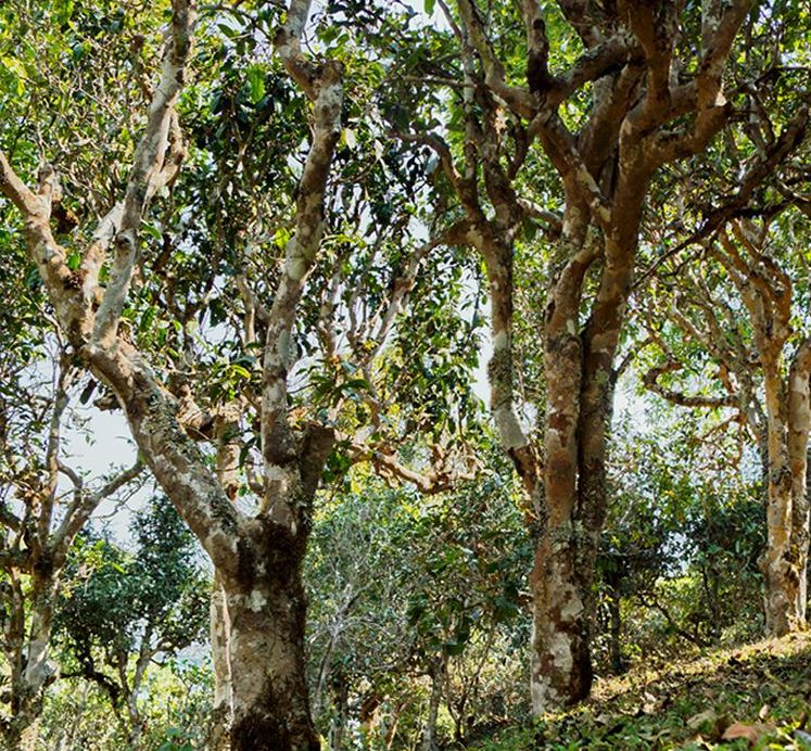 2022年蠻磚瓦龍古樹(shù)春茶價(jià)格？