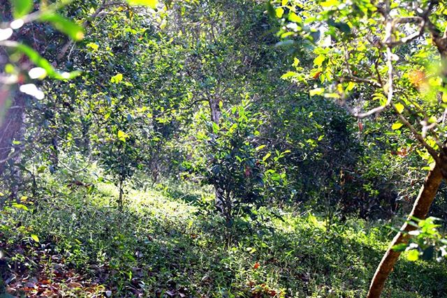 2022年革登古樹春茶價格？