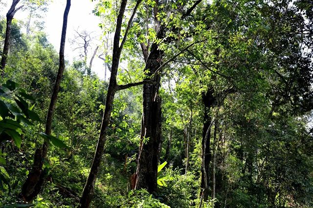 2022年革登古樹春茶，可飲可藏的絕佳茶品