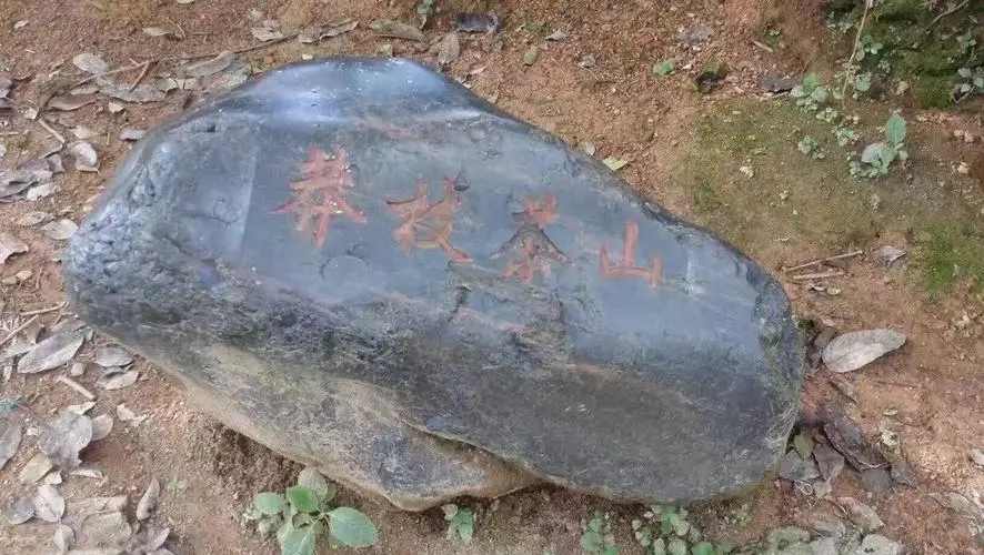 2022年莽枝古樹春茶特點？