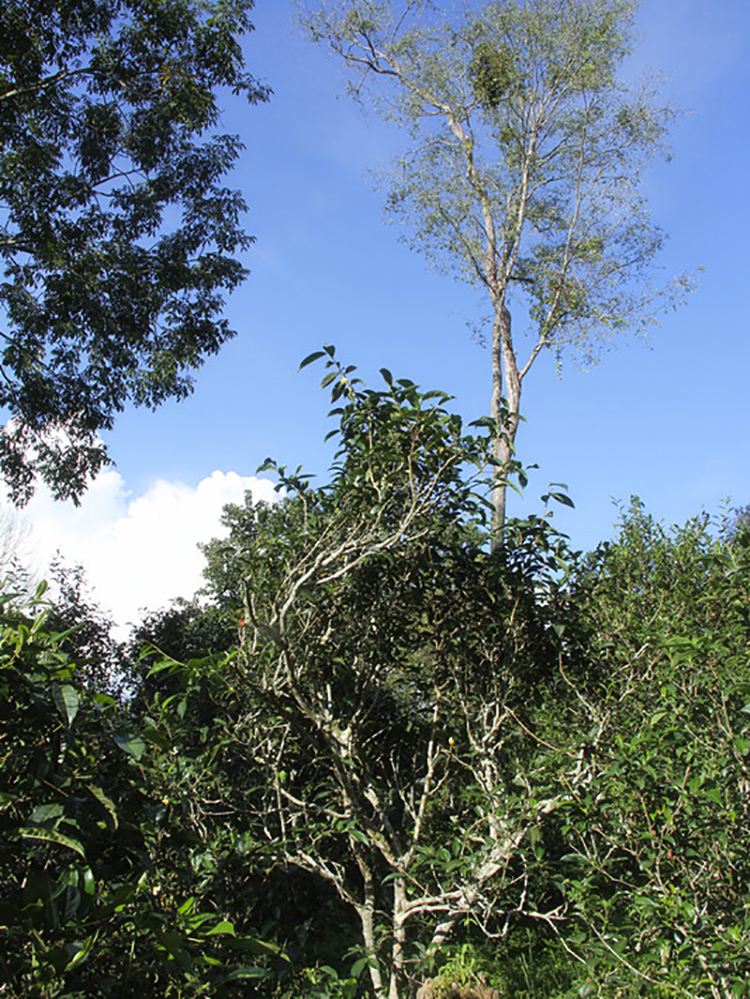 2022年莽枝古樹春茶口感？