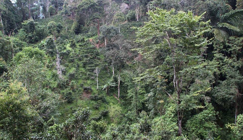 2022年攸樂古樹春茶價格？