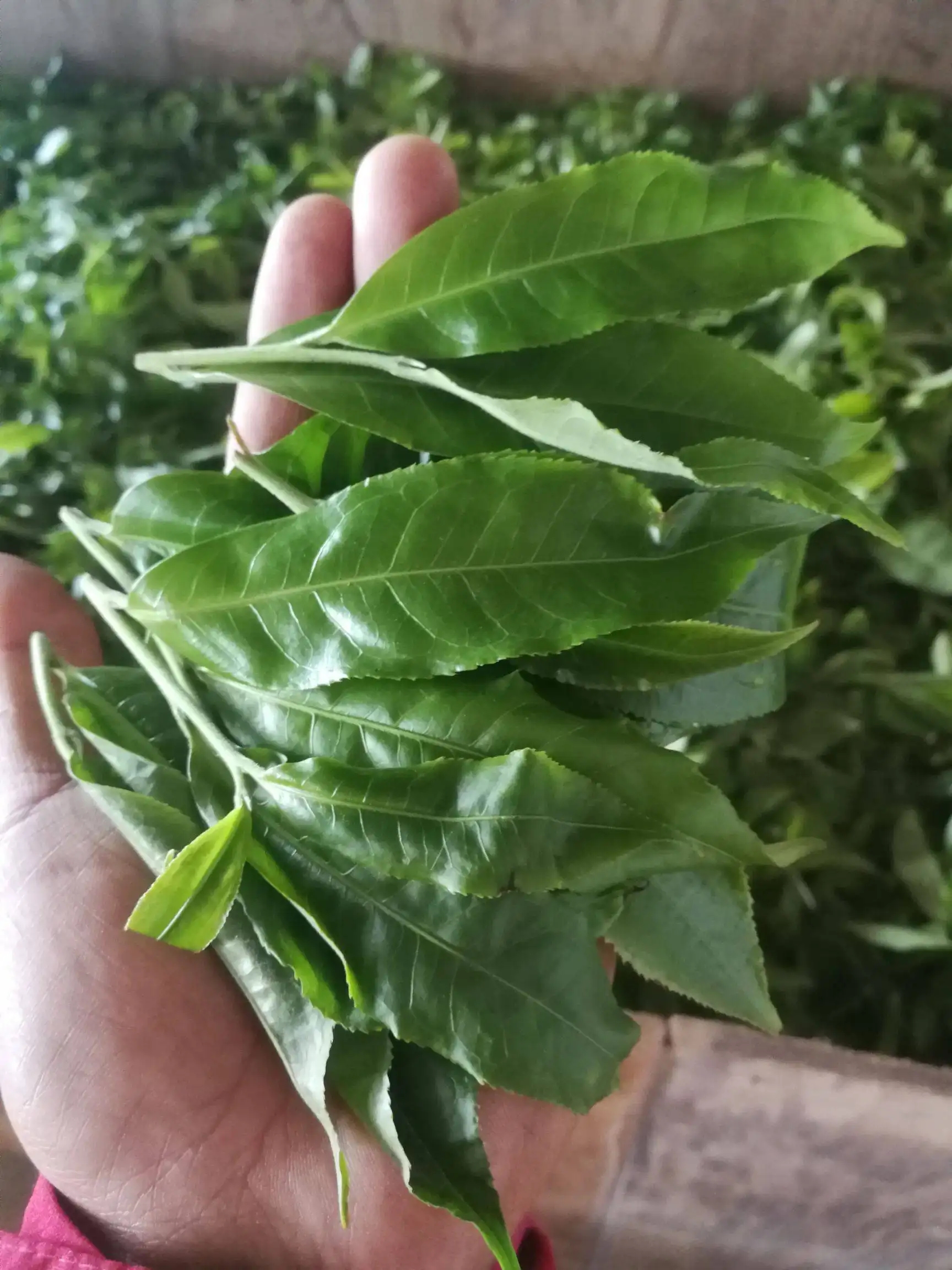 2022年易武曼秀古樹春茶價(jià)格？