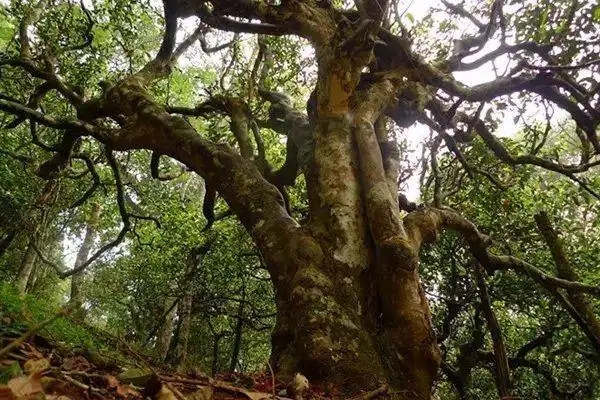 冰島！普洱茶界最有名的山頭，一次性把冰島茶講清楚！