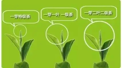 普洱茶如何分級(jí)？