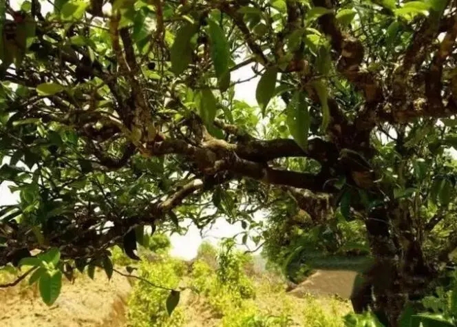 如何鑒別普洱茶樹齡？