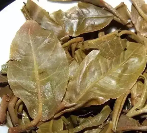 怎么看古樹普洱茶葉底？